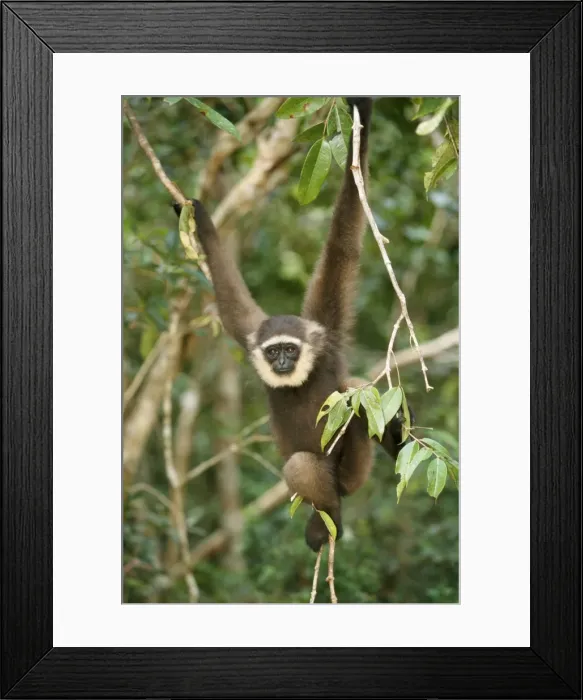 Framed Print : Muller's Grey Gibbon Borneo Framed Print : Muller's Grey Gibbon Borneo
