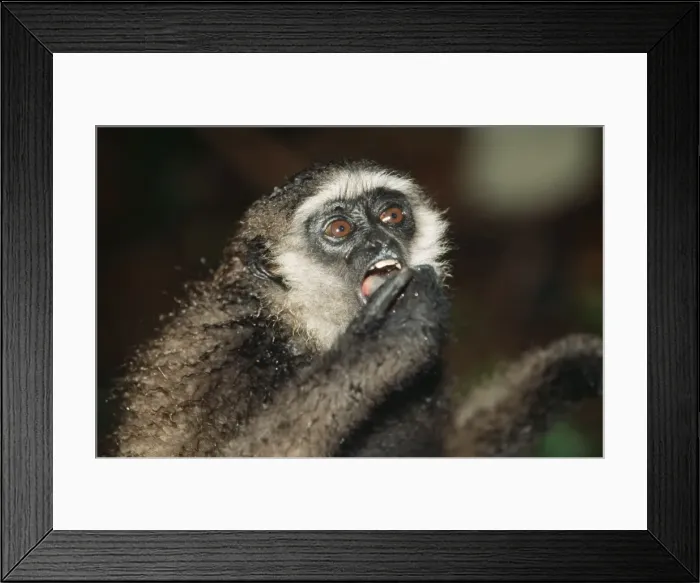Framed Print : Muller's Gibbon Kalimantan, Borneo Framed Print : Muller's Gibbon Kalimantan, Borneo