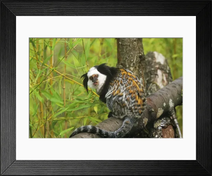 Framed Print : Geoffroy's Marmoset - Also known as: Geoffroy's tufted-ear marmoset white-faced marmoset and white-fronted marmoset Framed Print : Geoffroy's Marmoset - Also known as: Geoffroy's tufted-ear marmoset white-faced marmoset and white-fronted marmoset