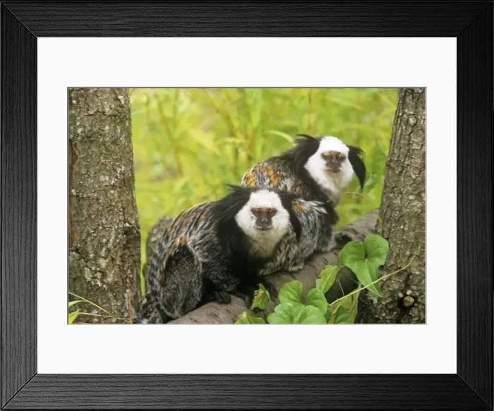 Framed Print : Geoffroy's Marmoset - Also known as: Geoffroy's tufted-ear marmoset white-faced marmoset and white-fronted marmoset Framed Print : Geoffroy's Marmoset - Also known as: Geoffroy's tufted-ear marmoset white-faced marmoset and white-fronted marmoset
