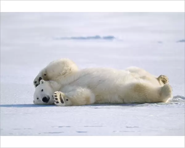 Polar Bear - on back in snow