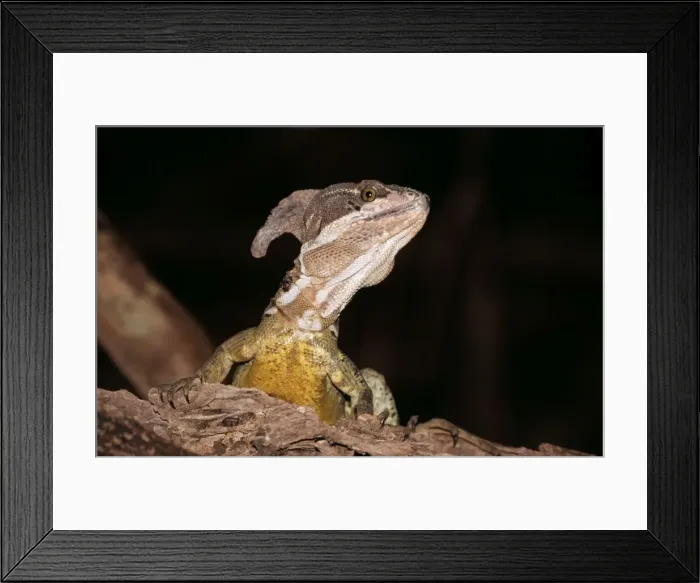 Framed Print : Basilisk Lizard Framed Print : Basilisk Lizard