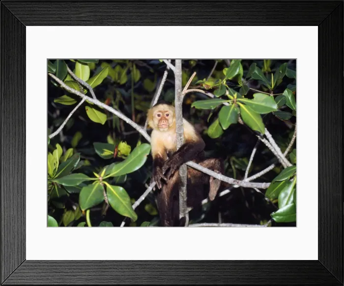 Framed Print : White-faced Capucin Monkey Costa Rica Framed Print : White-faced Capucin Monkey Costa Rica