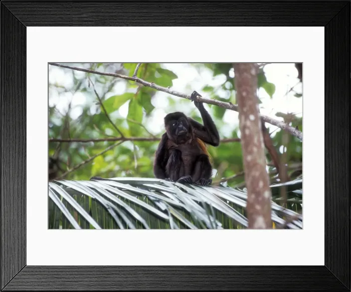 Framed Print : Guatemalan Howler Monkey Guatemala Framed Print : Guatemalan Howler Monkey Guatemala