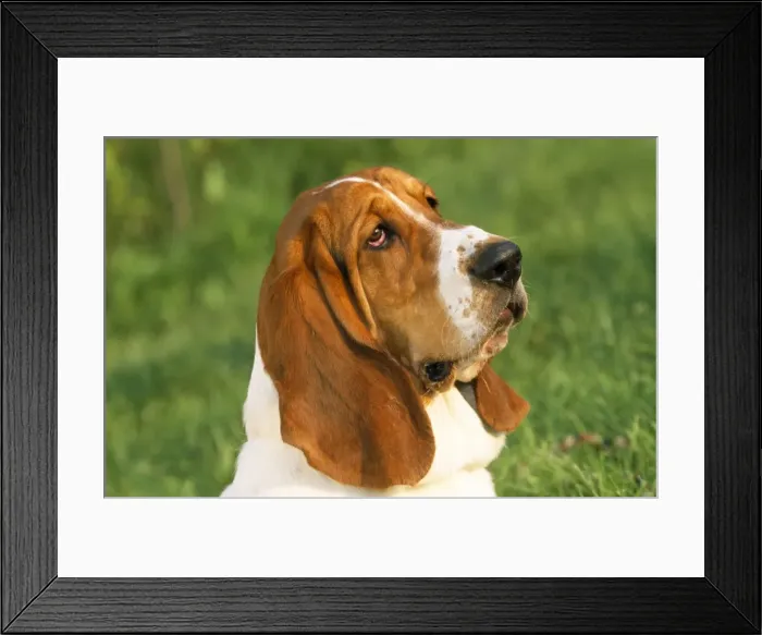 Framed Print : Basset Hound Dog Framed Print : Basset Hound Dog