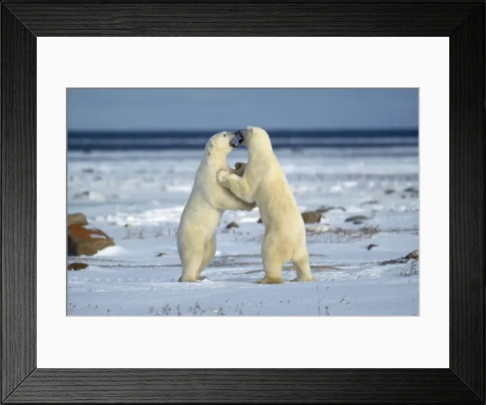 Framed Print : Polar Bear - play fighting Framed Print : Polar Bear - play fighting