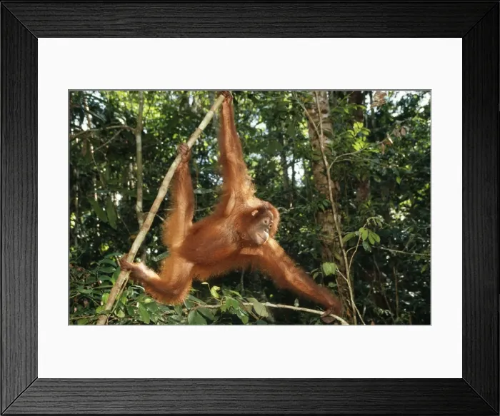 Framed Print : Orang-utan Borneo Framed Print : Orang-utan Borneo