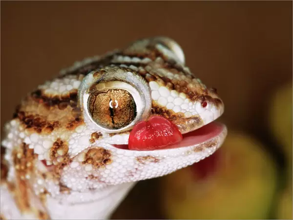 Giant Ground Gecko
