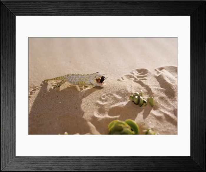 Framed Print : Namaqua Chameleon - eating insect Framed Print : Namaqua Chameleon - eating insect