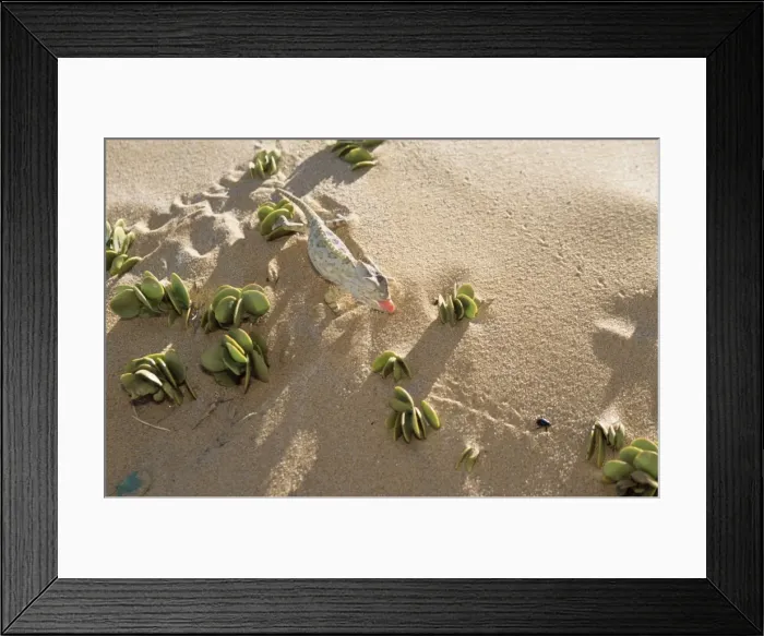 Framed Print : Namaqua Chameleon - chasing Tenebrionid / Long-legged Beetle prey Framed Print : Namaqua Chameleon - chasing Tenebrionid / Long-legged Beetle prey