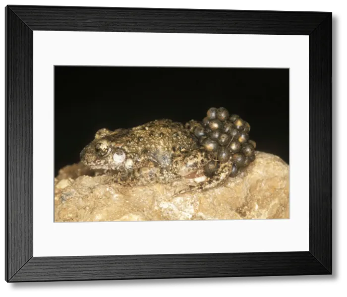 Framed Print : Midwife Toad Framed Print : Midwife Toad