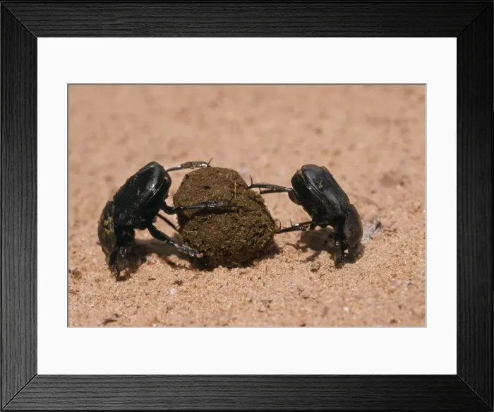 Framed Print : Dung Beetle - x2 rolling dung Namibia, Africa Framed Print : Dung Beetle - x2 rolling dung Namibia, Africa