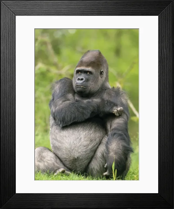 Framed Print : Lowland Gorilla Framed Print : Lowland Gorilla