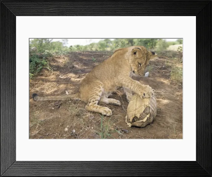 Framed Print : Lion - cub with Tortoise Framed Print : Lion - cub with Tortoise