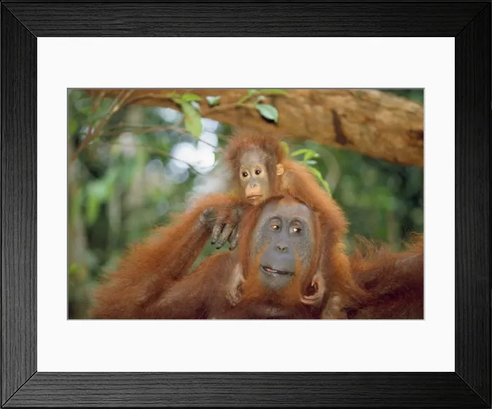 Framed Print : Orang-utan - adult & young Framed Print : Orang-utan - adult & young