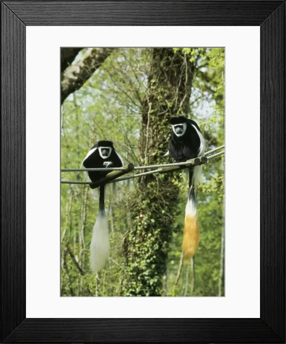 Framed Print : Black & White Colobus / Guereza Monkey - pair Framed Print : Black & White Colobus / Guereza Monkey - pair