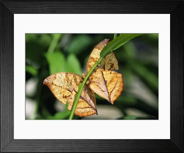 Framed Print : Leaf Butterfly Costa Rica Framed Print : Leaf Butterfly Costa Rica