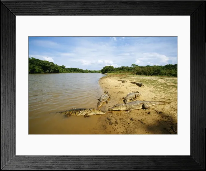 Framed Print : Spectacled Caiman Framed Print : Spectacled Caiman