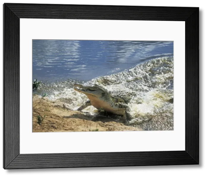 Framed Print : Orinoco Crocodile Framed Print : Orinoco Crocodile