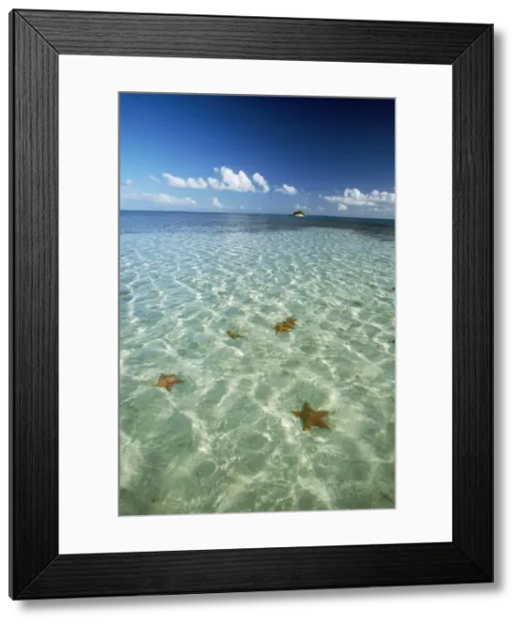 Framed Print : Los Roques - Archipelago of Venezuela, view of ocean & Starfish. Marine National Park, Caribbean sea Framed Print : Los Roques - Archipelago of Venezuela, view of ocean & Starfish. Marine National Park, Caribbean sea