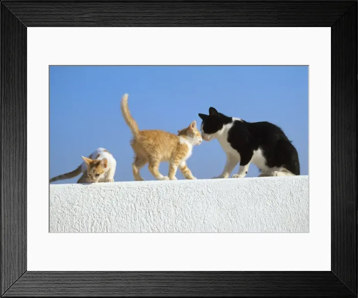 Framed Print : Feral Cats - black & white with 2 ginger kittnes on wall Santorini Island Greece Framed Print : Feral Cats - black & white with 2 ginger kittnes on wall Santorini Island Greece