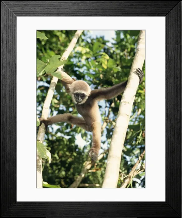 Framed Print : Muller's Gibbon Framed Print : Muller's Gibbon