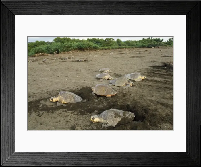 Framed Print : Olive Ridley Turtle - egg laying Framed Print : Olive Ridley Turtle - egg laying