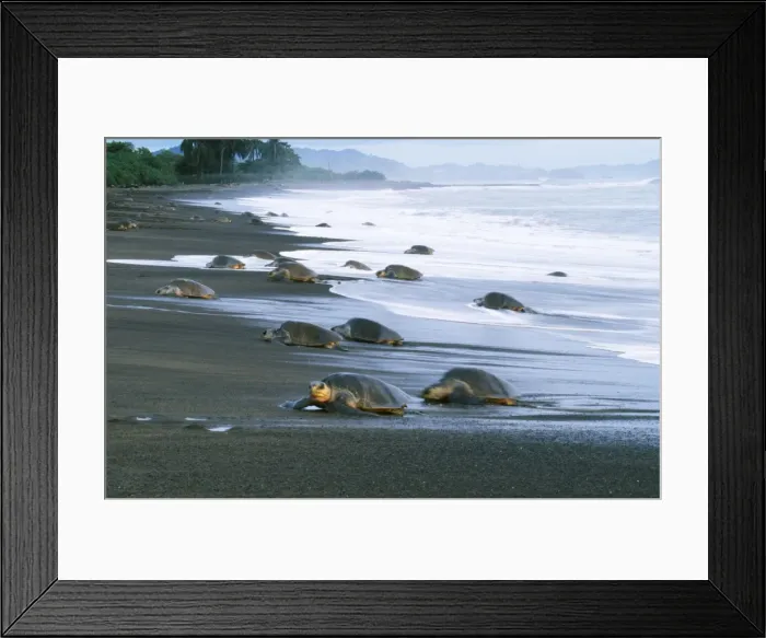 Framed Print : Olive Ridley Turtle - coming ashore to lay eggs Framed Print : Olive Ridley Turtle - coming ashore to lay eggs