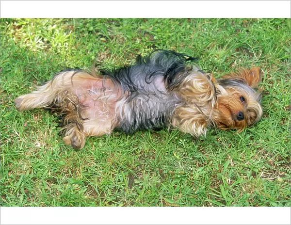 Yorkshire Terrier Dog - laying on grass