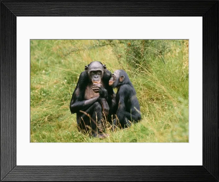 Framed Print : Pygmy  /  Bonobo Chimpanzee - x2