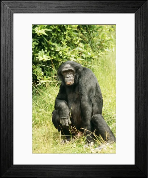 Framed Print : Pygmy / Bonobo Chimpanzee Framed Print : Pygmy / Bonobo Chimpanzee