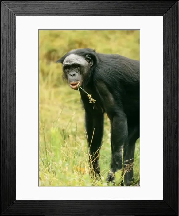 Framed Print : Pygmy / Bonobo Chimpanzee Framed Print : Pygmy / Bonobo Chimpanzee