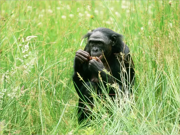 Pygmy  /  Bonobo Chimpanzee - within grass, eating