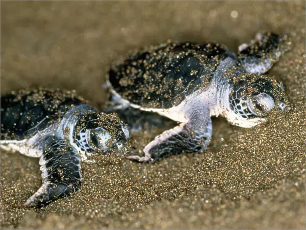 Green Turtle - pair of hatchlings Toruguero, Costa Rica