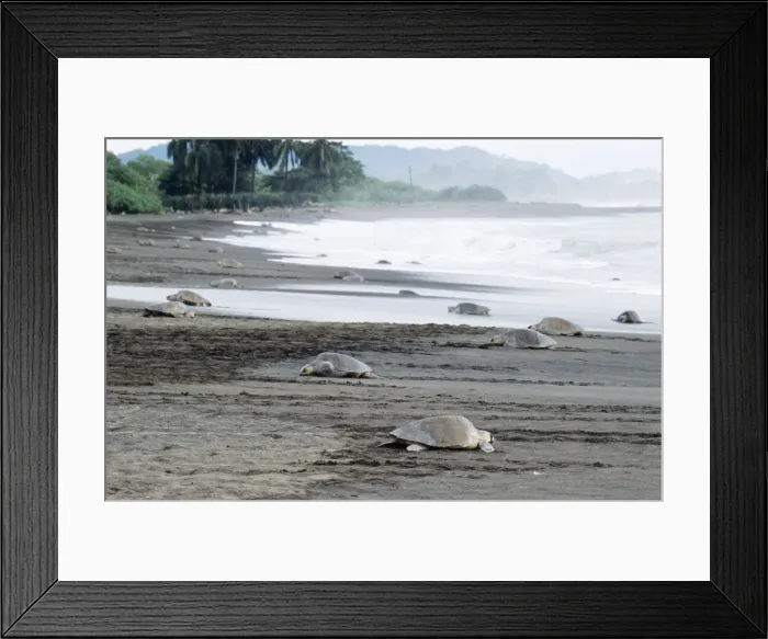Framed Print : Olive Ridley / Golfina Turtle - group, many emerging from the sea Framed Print : Olive Ridley / Golfina Turtle - group, many emerging from the sea