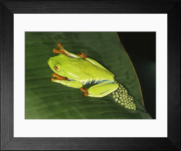 Framed Print : Red-eyed Tree Frog / Gaudy Leaf-frog Framed Print : Red-eyed Tree Frog / Gaudy Leaf-frog