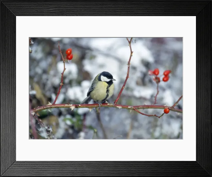 Framed Print : Great Tit. WAT-74. GREAT TIT - PERCHED ON STEM Framed Print : Great Tit. WAT-74. GREAT TIT - PERCHED ON STEM