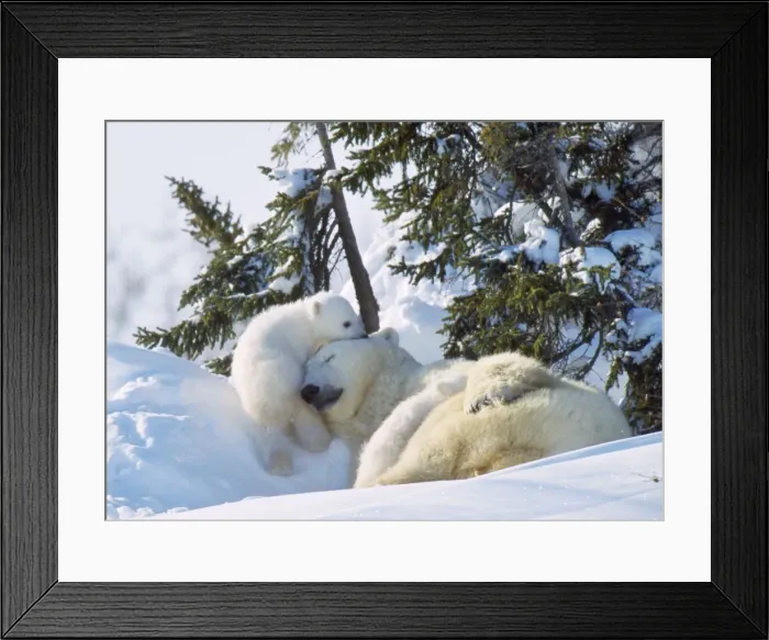 Framed Print : Polar Bear - adult sleeping with two cubs playing. Canada Framed Print : Polar Bear - adult sleeping with two cubs playing. Canada
