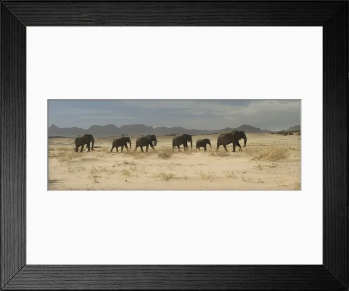 Framed Print : Desert Elephant Framed Print : Desert Elephant
