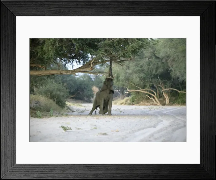 Framed Print : Desert Elephant Framed Print : Desert Elephant
