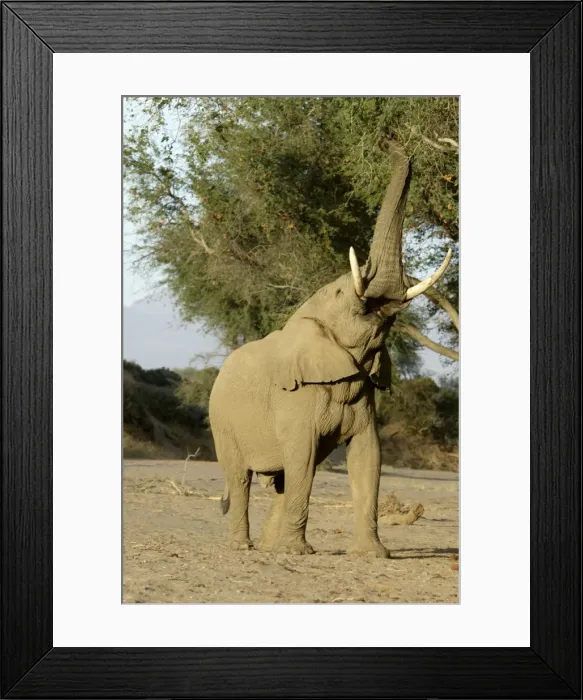 Framed Print : Desert Elephant Framed Print : Desert Elephant