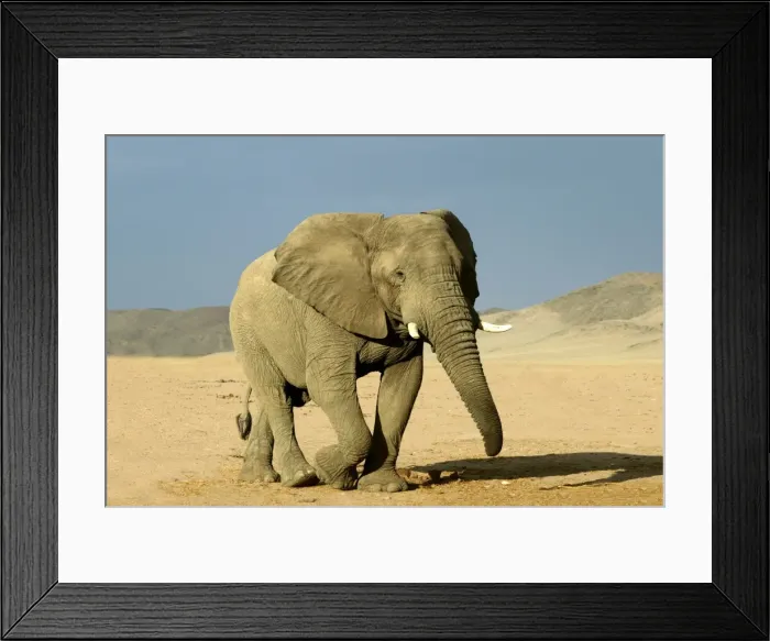 Framed Print : Desert Elephant Framed Print : Desert Elephant