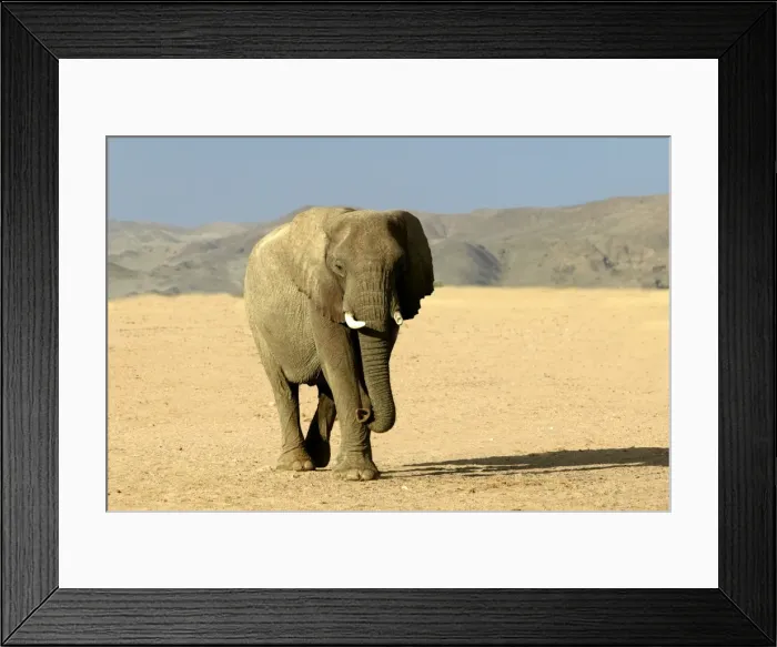 Framed Print : Desert Elephant Framed Print : Desert Elephant