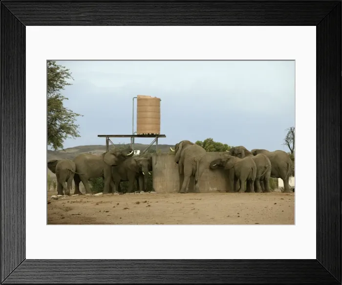 Framed Print : Desert Elephant Framed Print : Desert Elephant
