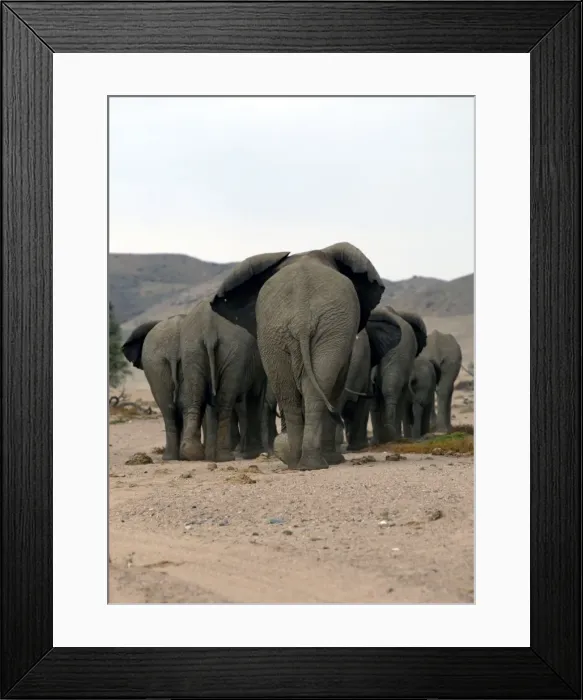 Framed Print : Desert Elephant Framed Print : Desert Elephant