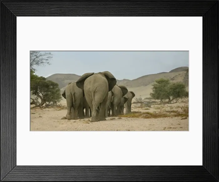 Framed Print : Desert Elephant Framed Print : Desert Elephant