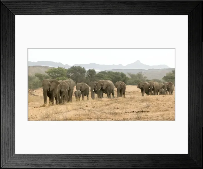Framed Print : Desert Elephant Framed Print : Desert Elephant