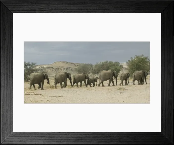 Framed Print : Desert Elephant Framed Print : Desert Elephant