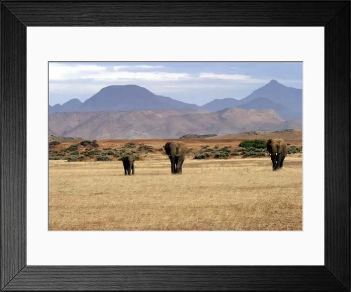 Framed Print : WAT-7910. WAT-7911. African Desert Elephant Framed Print : WAT-7910. WAT-7911. African Desert Elephant