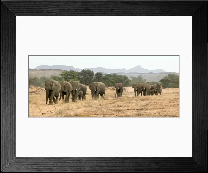 Framed Print : Desert Elephant Huab River. Namibia Framed Print : Desert Elephant Huab River. Namibia